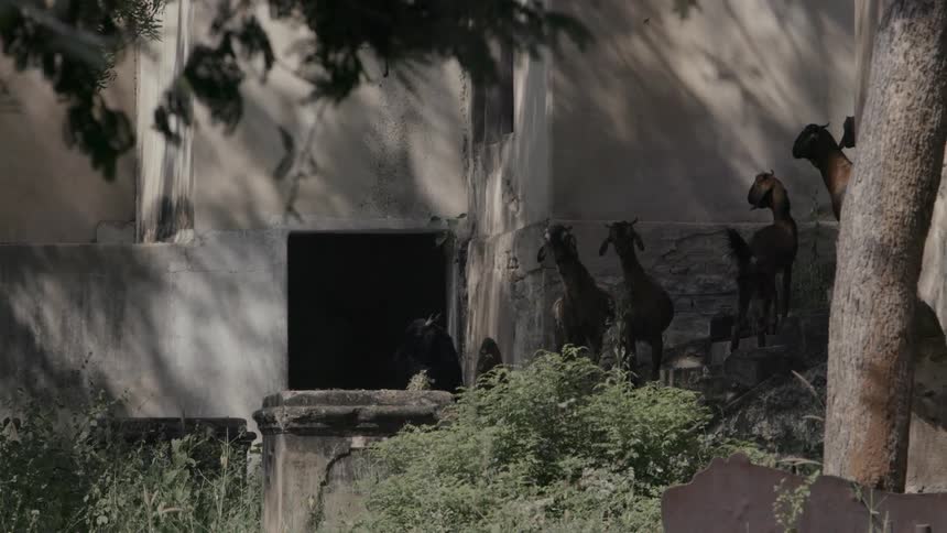 Goats stand near a building