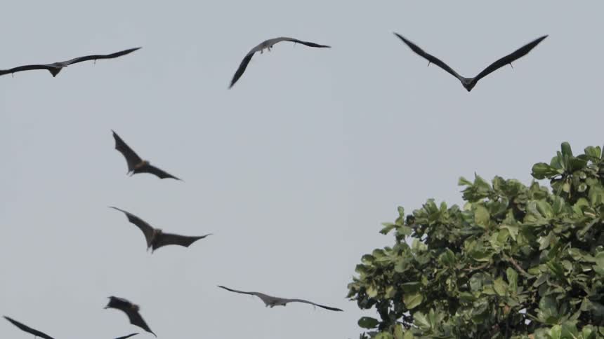 Bats flying into a group of trees
