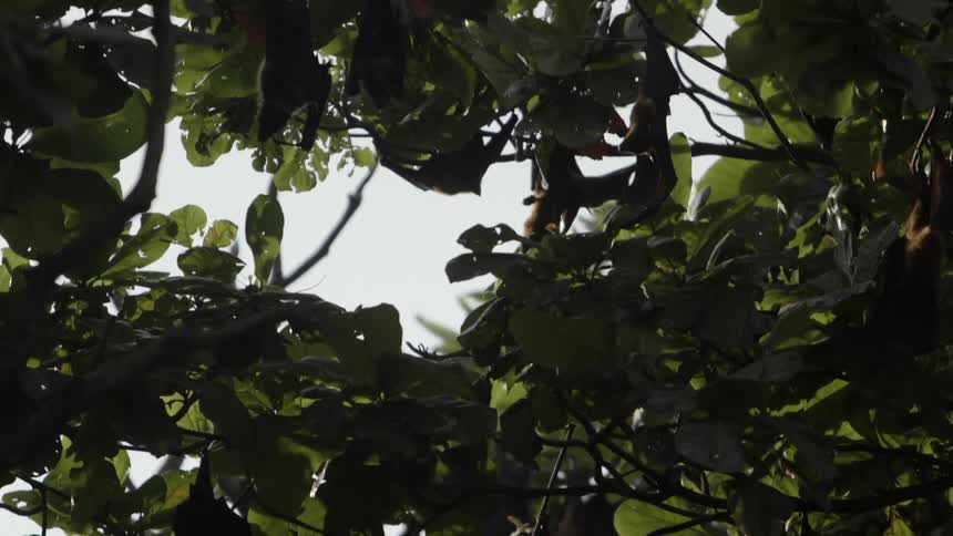 Bats in a tree moving in the breeze