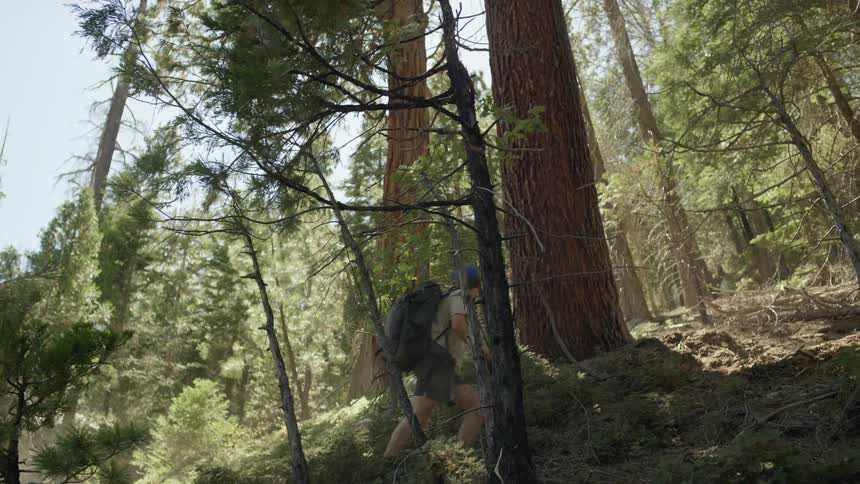 A man wearing a large backpack and carrying a camera hikes uphill through a forest