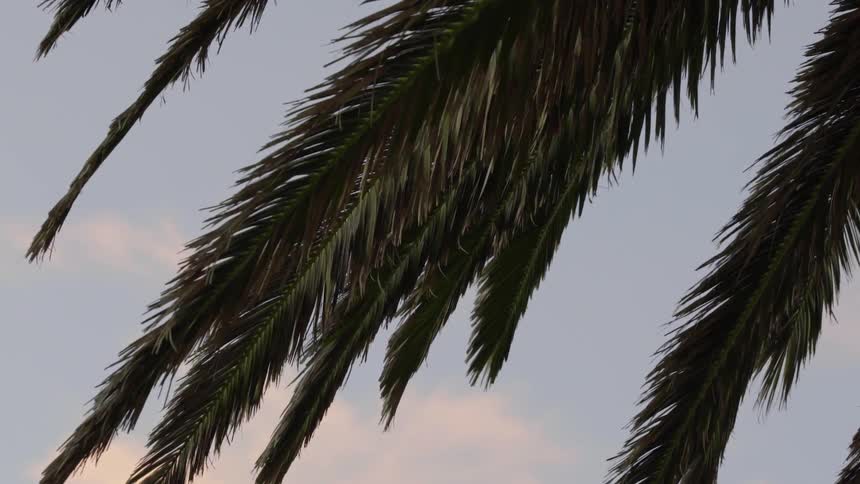 Palm tree fronts waving in the breeze