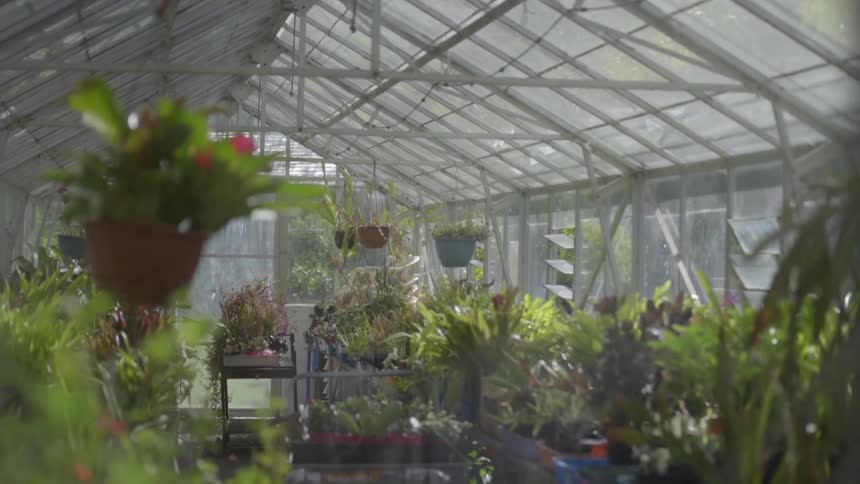 Several plants hanging above other plants in a greenhouse