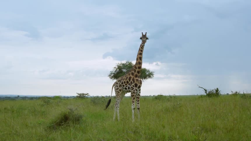 A giraffe is standing in a grassland area