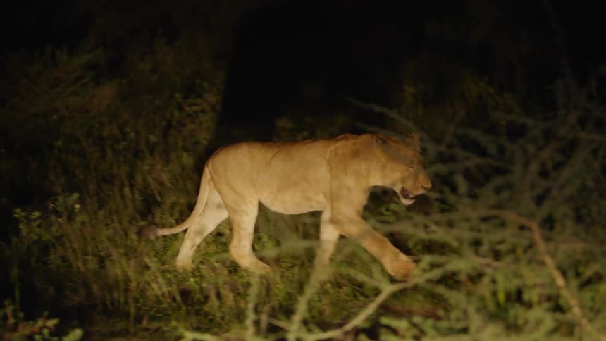 A lioness walking through the brush at night