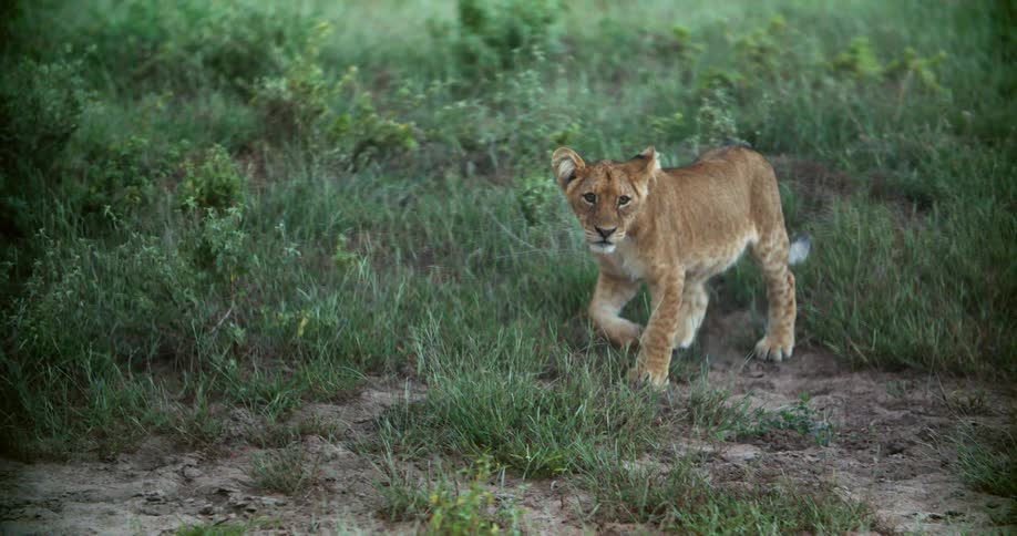 A lion cub walks