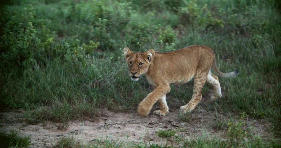 A panther cub walks slowly through grass