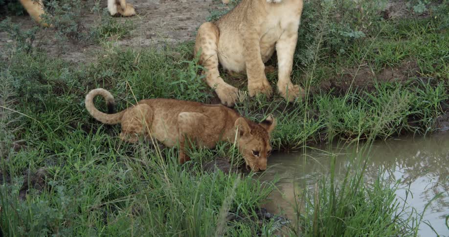 Baby lion drinking water from river with sibling sitting next to it