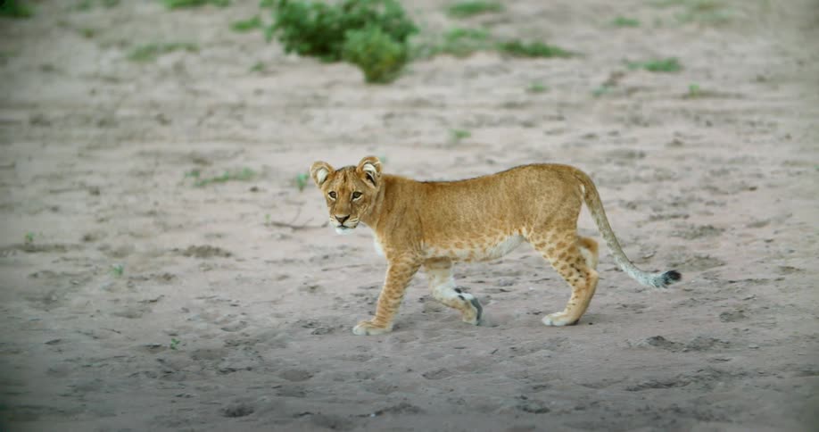 Young lion strolling through a field out in the wild