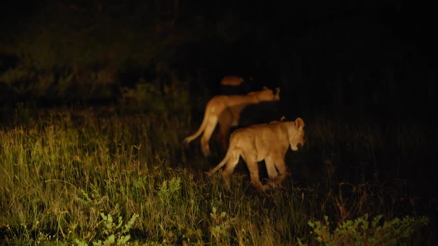 Lions walk through the grass at night