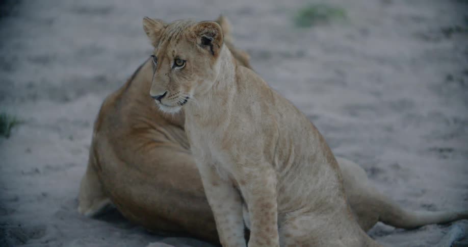 A lion cub looks around