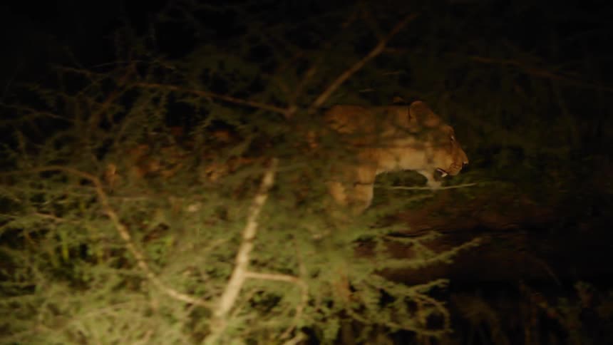 A lion walks through the darkness