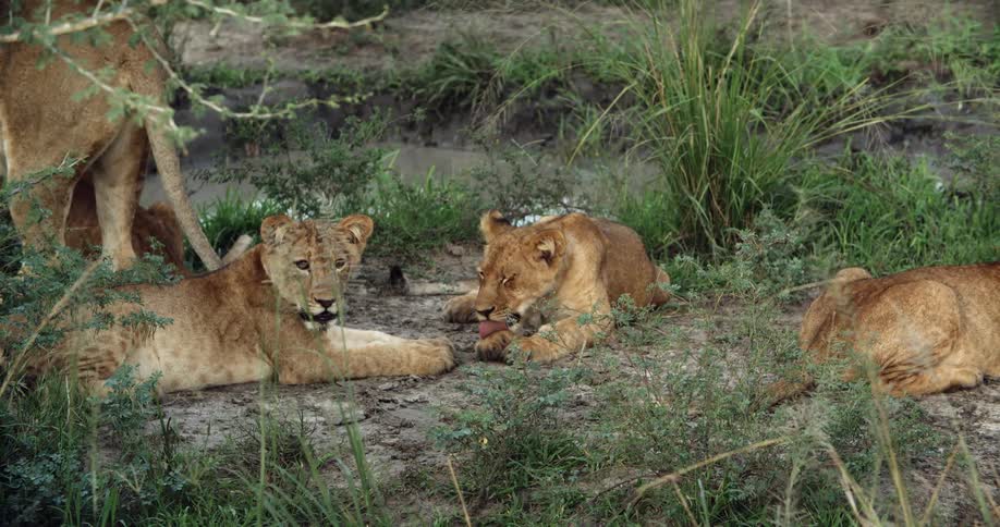 For lionesses laying and standing on the grass