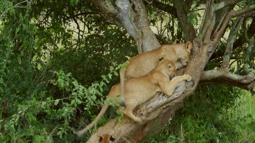 Lion cubs play and climb tree near grassy field