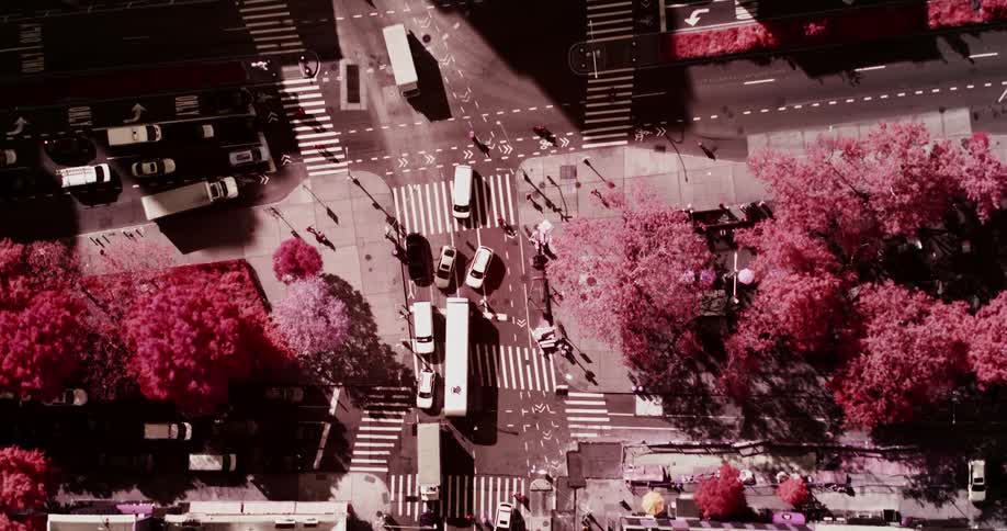 A large street in a city with blooming violet trees
