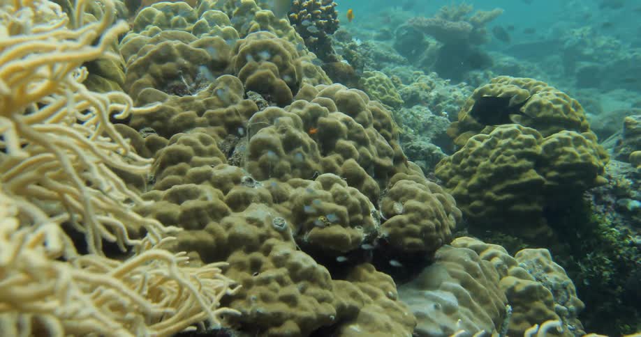 Sea life underwater