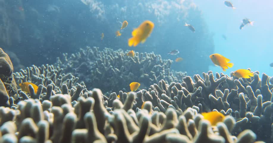 Fish swimming underwater on a sunny day