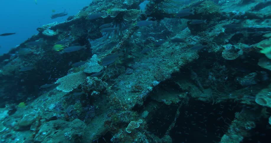 Many fish swim around a reef under blue water