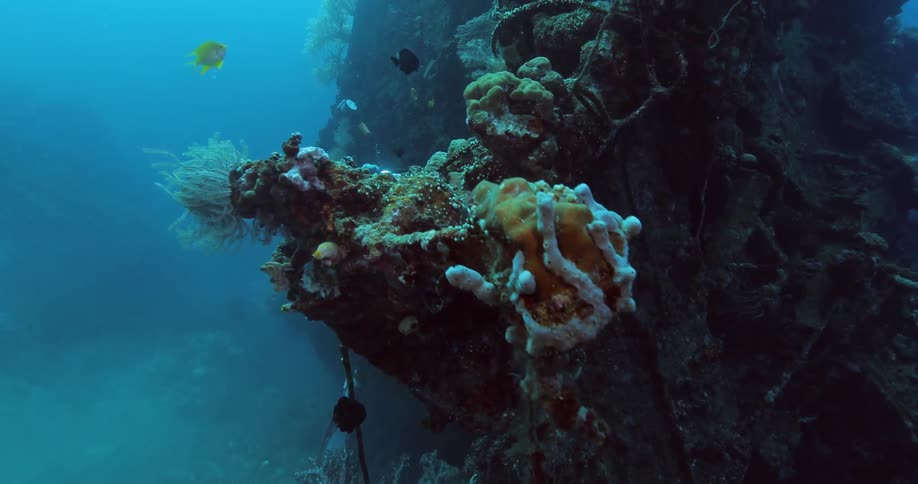 Fish swim around coral in the ocean