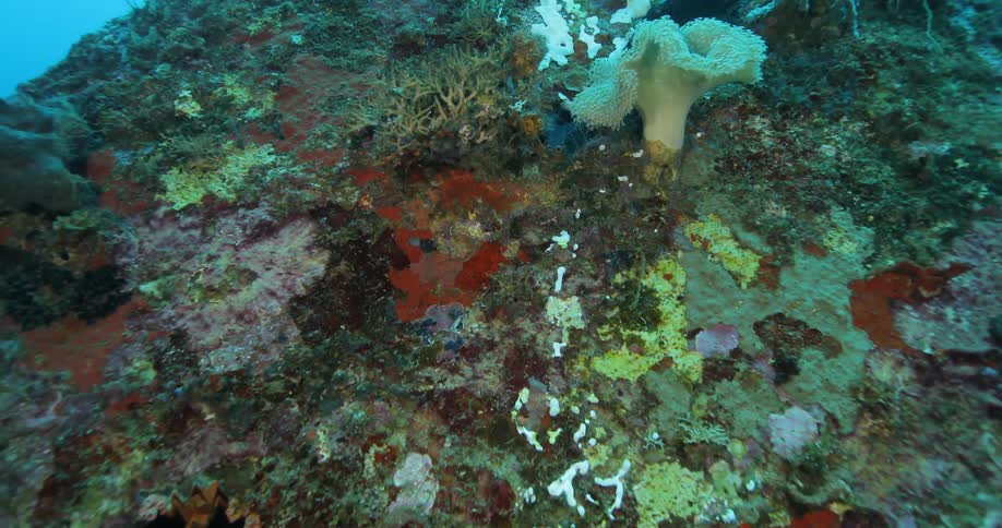 Coral grows in the ocean