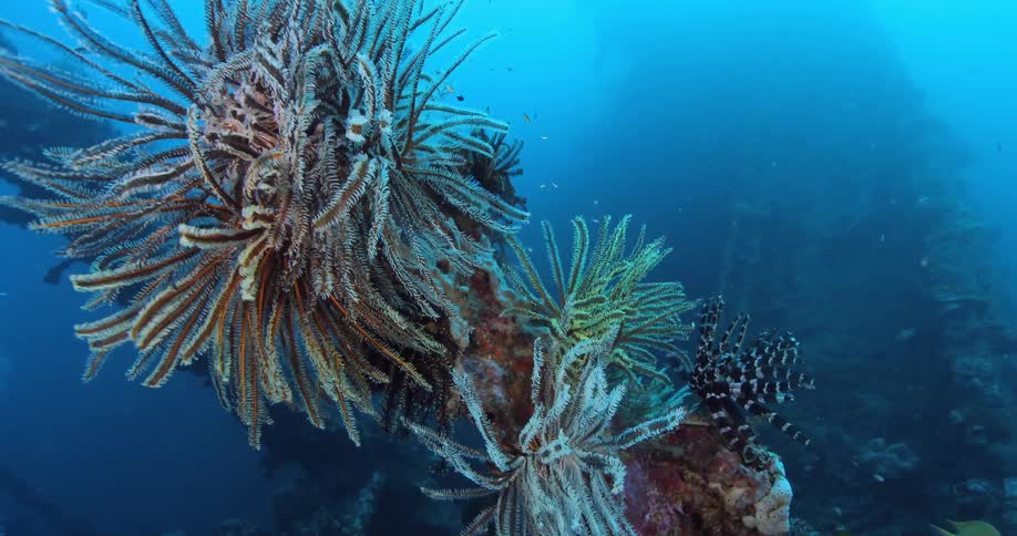 Fish swim around coral in the ocean
