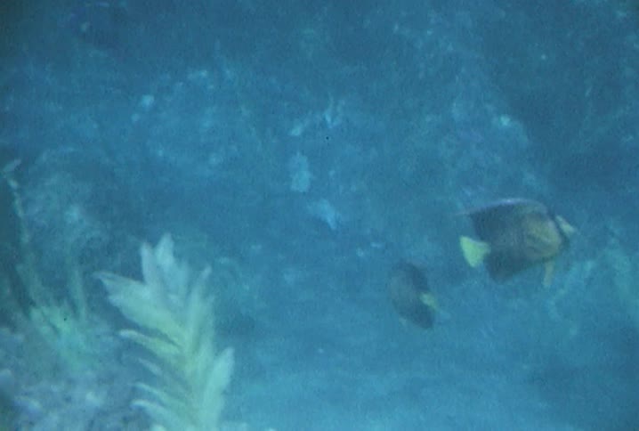 Coral bristles in the current underwater while fish swim nearby
