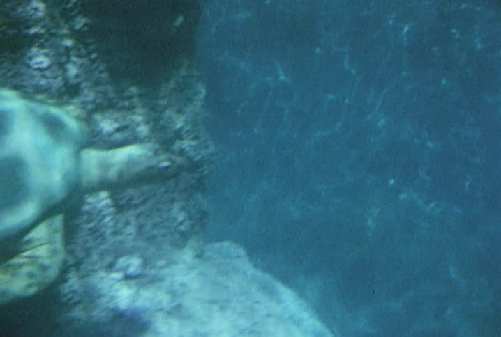 Underwater footage of a sea turtle and a reef