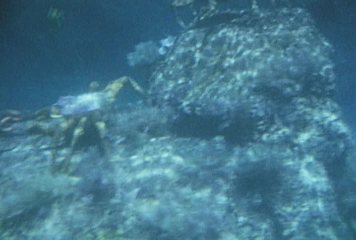 Underwater shot of some big crabs walking underwater