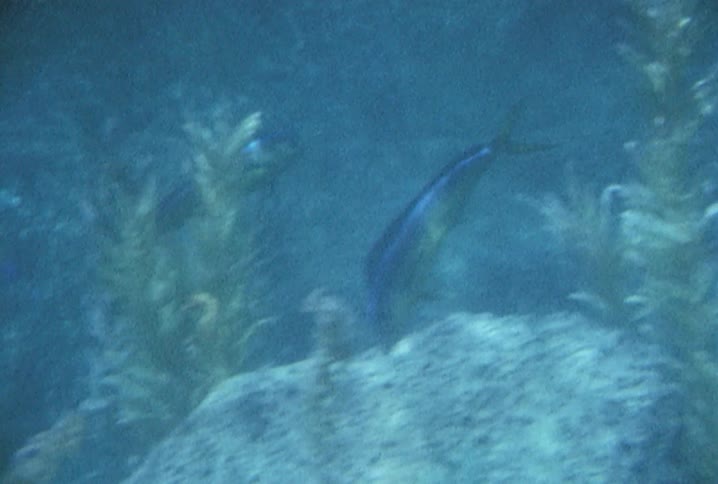 Underwater footage of marine life