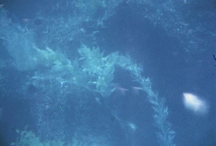 Coral bristles in the current underwater