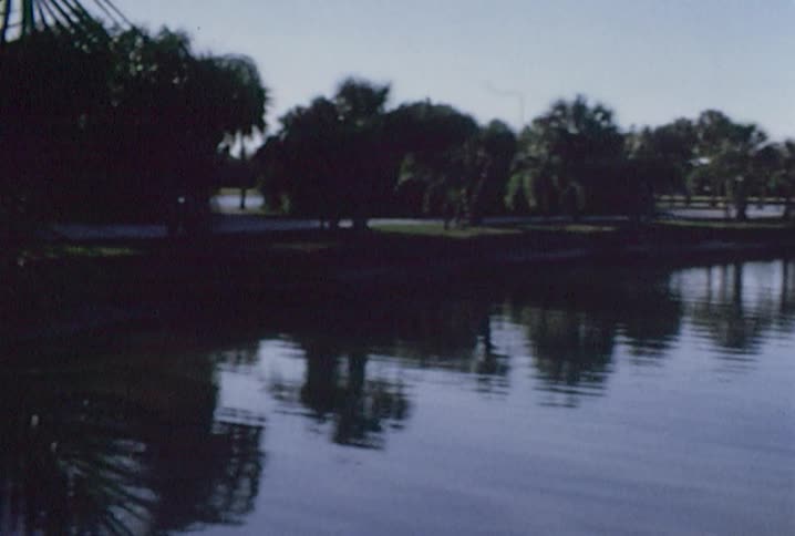 Palm trees line the water on an overcast day