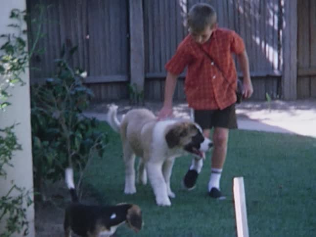 A boy petting a saint bernard as they both walk towards the camera before the dog turns and walks away