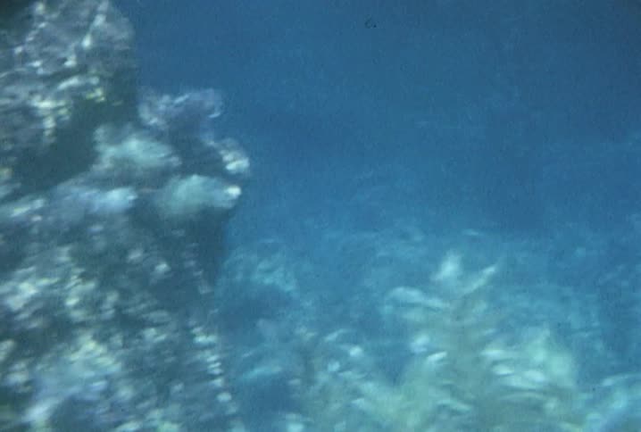 Coral bristles in the current underwater