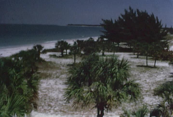 An elevated view of trees and sand near a beach