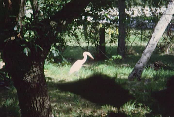 A large white bird is walking in the woods on a sunny day