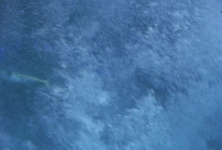 An underwater view of a fish floating amongst lots of bubbles next to a coral reef