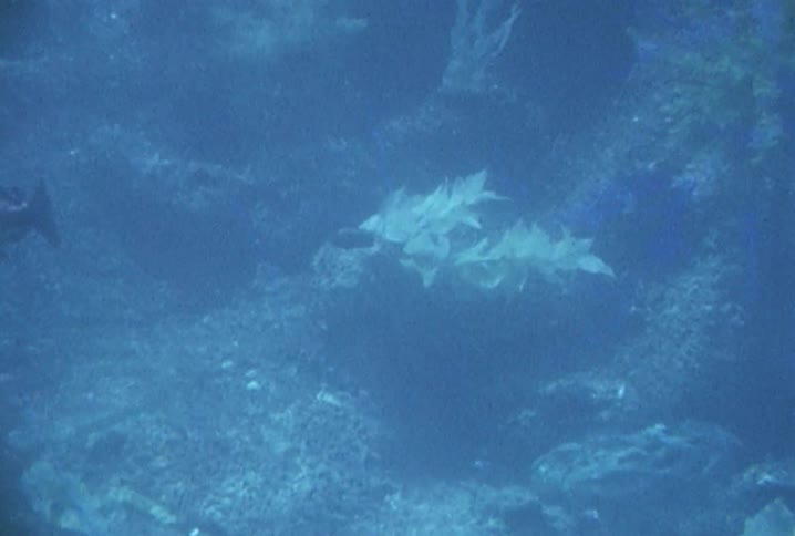 A fish swims in the ocean