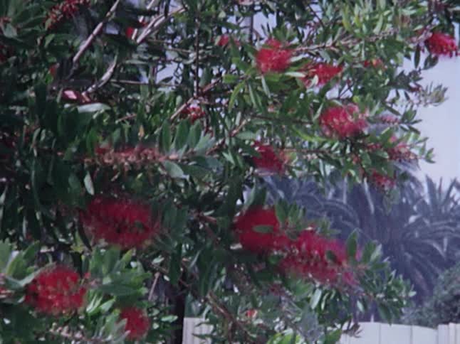 A woman and two boys standing under a flowering tree as the woman explains something to the boys before they join a man next to a car