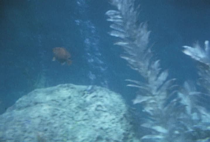 Old, underwater footage of a lobster, fish, reef and plants