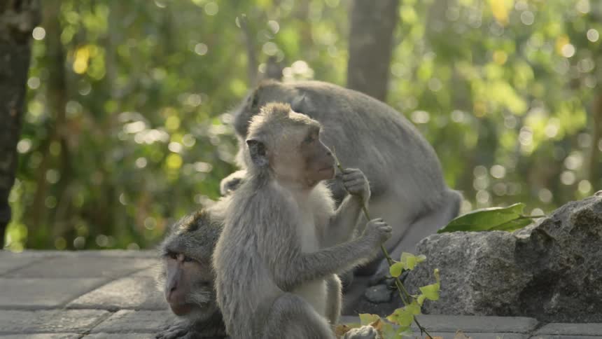 A group of monkeys sits on a concrete wall and relax