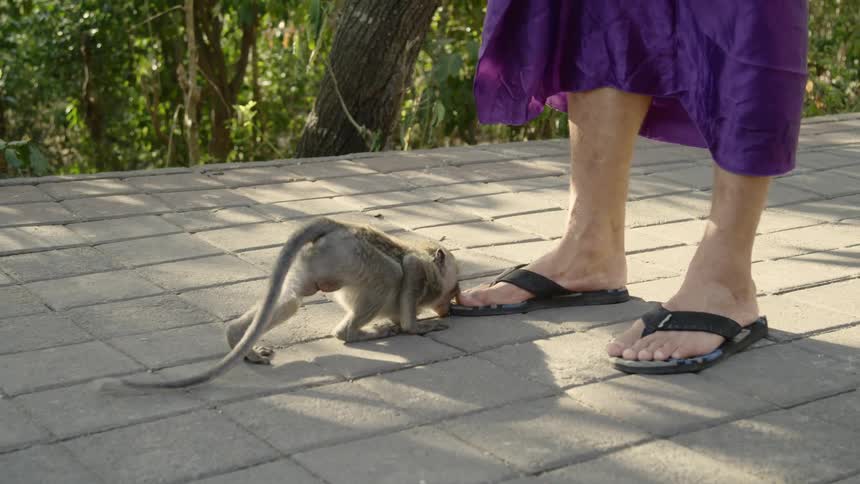 Monkey bites the toe of a person wearing thong sandals
