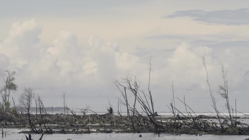 Bare tree branches on wetlands with ocean waves curling and breaking on the horizon