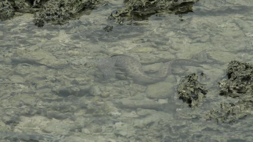 Snake camouflaging underwater in a stream