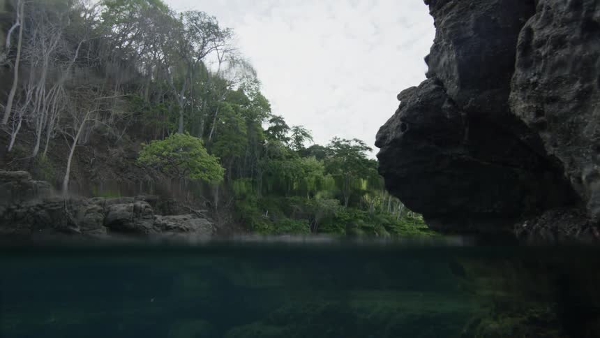 A body of water in a forest during the day