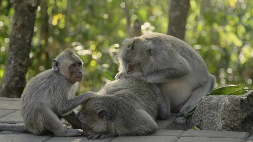 A trio of monkey relax together as two of them groom the third one
