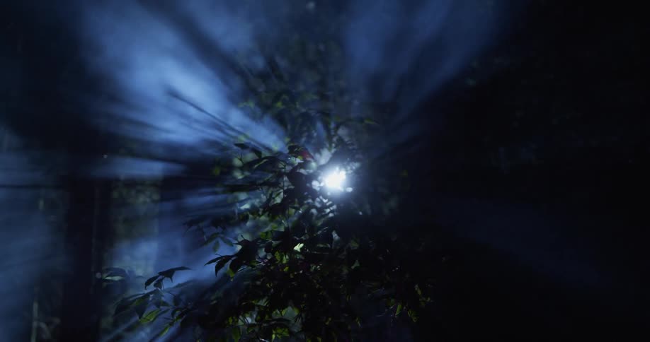 Light streams through the branches of a tree and eerily illuminate the passing fog