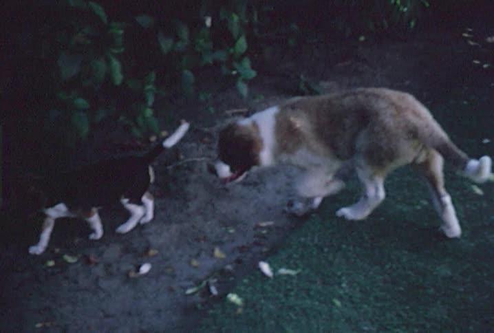 A large dog follows a smaller dog around a yard