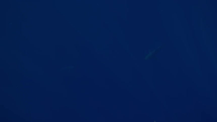 Deep in the dark depths of the ocean a handful of sharks glide effortlessly through the water