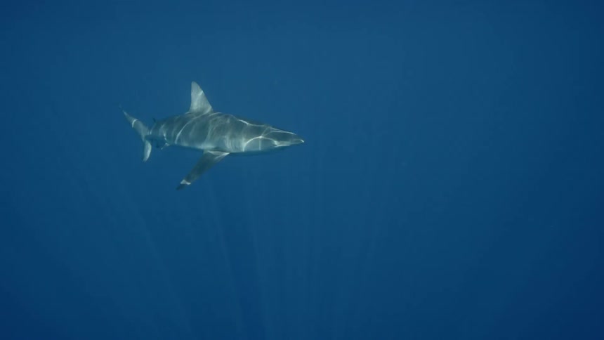 A shark swimming underwater as light makes a patterns on its body