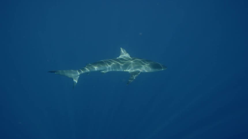 A shark swims in blue water while sunlight ripples over its skin