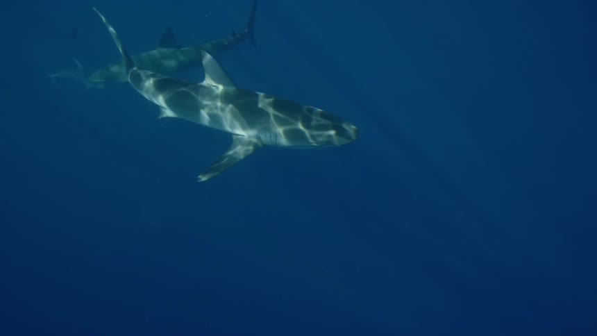 Sharks swim in the ocean water
